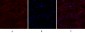 CD44 Polyclonal Antibody